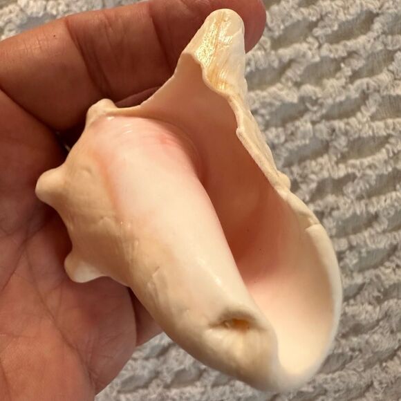 Sea Shells From Bahamas Small Unharvested Conch - Picture 7 of 12